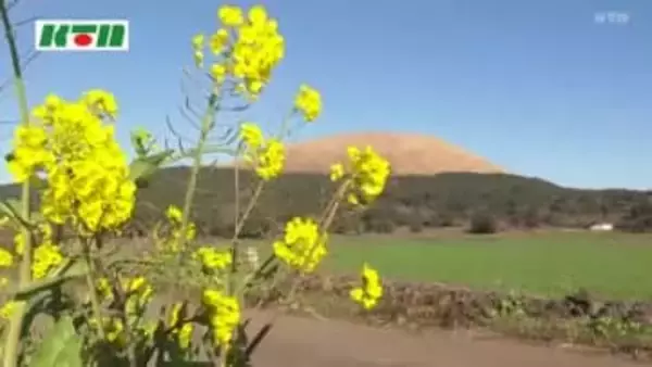 五島列島に早くも春の訪れ 「菜の花」の開花始まる 鮮やかな黄色が島に彩り