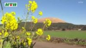 五島列島に早くも春の訪れ 「菜の花」の開花が始まる 鮮やかな黄色の花が島に彩り添える