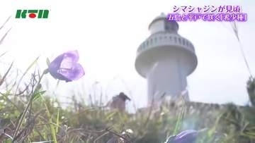 長崎県五島列島でシマシャジンが見頃　五島と平戸で見られる釣鐘状の小さな花