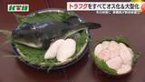「トラフグの貴重な「白子」得る世界初の新技術！県職員が水産学会賞を受賞 すべてオスで生む方法など確立」の画像1