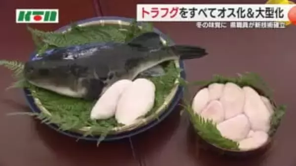 トラフグの貴重な「白子」得る世界初の新技術！県職員が水産学会賞を受賞 すべてオスで生む方法など確立