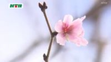 季節外れのサクラ　暦の上では冬なのに…一体なぜ？