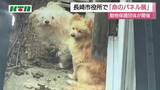 「「 動物が置かれている現状を知って」動物愛護団体がパネル展を開催　保護される前後で表情に変化も」の画像1
