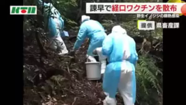 野生イノシシ「豚熱」感染で22日に経口ワクチンを散布  半径10km圏内の養豚場に異常なし