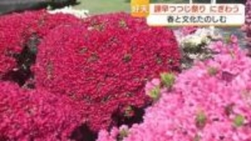花もグルメも高校生の野点も　長崎・諫早公園はツツジが見頃　好天で諫早つつじ祭りにぎわう