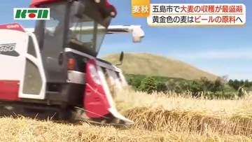 五島の畑は一面の黄金色…ビールの原料・大麦の収穫がピーク迎える 天候に恵まれ収穫時期も例年並み