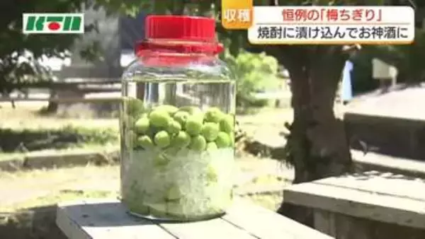 境内の梅を収穫「梅ちぎり」裏年でも…実は大きく収穫量は約20kg　“秘伝のレシピ”で作るお神酒に