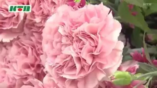 最高賞のカーネーションは「ジュリア」　大村市の農家が栽培　長崎県花き品評会の農林水産大臣賞受賞者が市長を訪問