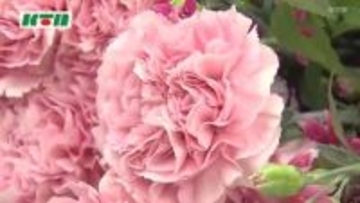 最高賞のカーネーションは「ジュリア」　大村市の農家が栽培　長崎県花き品評会の農林水産大臣賞受賞者が市長を訪問