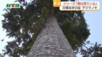 日蘭交流の歴史を語る　長崎・出島阿蘭陀商館跡「デジマノキ」　幕末頃、オランダ人が出島に持ち込んだか？