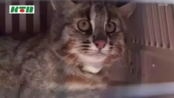 絶滅危惧種「ツシマヤマネコ」交通事故死が多発 環境省が3度目の非常事態宣言 安全運転など注意呼びかけ