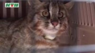 絶滅危惧種「ツシマヤマネコ」交通事故死が多発 環境省が3度目の非常事態宣言 安全運転など注意呼びかけ