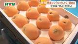 「「びわ」の季節がやってきた！卸売市場でおいしさをPR　長崎は日本一の生産量！大玉の「なつたより」甘み十分で生育は順調」の画像1