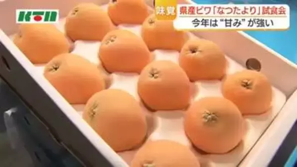 「びわ」の季節がやってきた！卸売市場でおいしさをPR　長崎は日本一の生産量！大玉の「なつたより」甘み十分で生育は順調