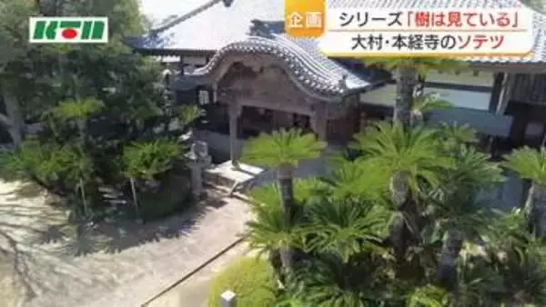 大村藩の富と権力を物語る　子孫繁栄・不老長寿の象徴　本経寺のソテツ