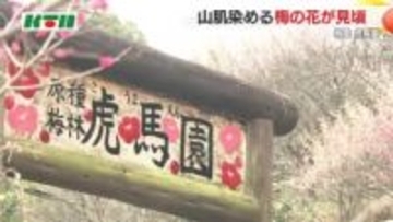 140種類400本の梅が見頃…梅園「虎馬園」国内にある梅の原木のほとんどが楽しめる　鳥の声も癒やし