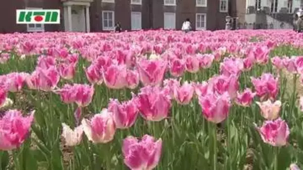 「ハウステンボスは70万本のチューリップが満開！夜はライトアップも「チューリップセレブレーション」4月6日まで」の画像