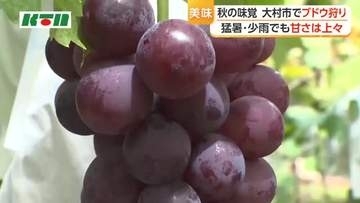 猛暑・少雨でも甘さは上々　長崎県大村市でブドウ狩り　甘いブドウを見分けるコツは？