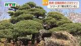 「切られてもなお葉を茂らせ　「旧福田邸のゴヨウマツ」　原爆の被害にも　長崎県内の巨木・名木を紹介」の画像1