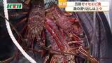 「滑り出しよし！　五島でイセエビ漁解禁」の画像1