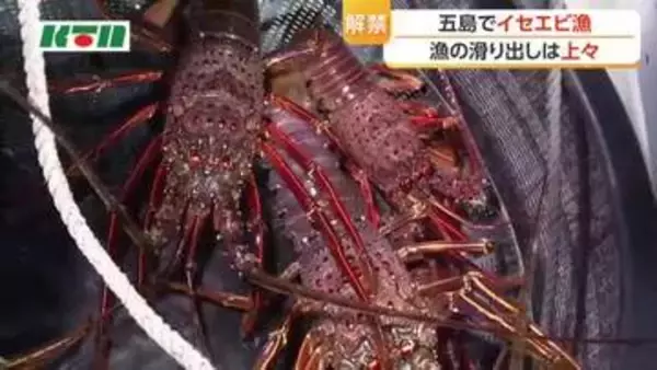 滑り出しよし！　五島でイセエビ漁解禁