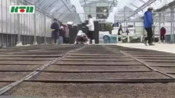 4月には田植え　台風の被害を避けるため盆前収穫をめざす五島で「早期米」の種まき始まる