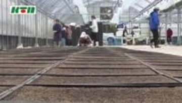 4月には田植え　台風の被害を避けるため盆前収穫をめざす五島で「早期米」の種まき始まる