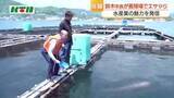 「長崎市の鈴木市長がブランド魚の養殖場でエサやり体験」の画像1