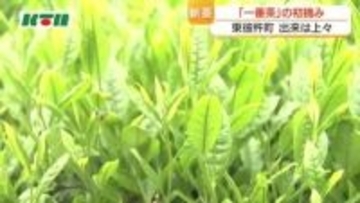 出来は上々　そのぎ茶の一番茶の初摘み始まる　”ストレス”を与えるとより甘く…