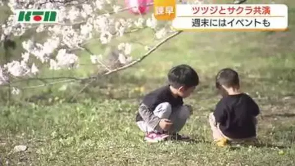 車の中から楽しめるサクラのトンネル　各地で満開　ツツジとの共演が楽しめる名所も