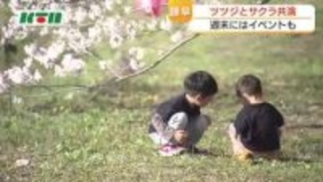 車の中から楽しめるサクラのトンネル　各地で満開　ツツジとの共演が楽しめる名所も