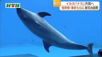「近くで手を振ったら必ず寄ってきてくれた」海きららのイルカ「ナミ」が天国へ