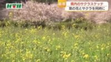 サクラと菜の花の競演　入学・入園の記念撮影のスポットにも　しまばら火張山花公園　夜はライトアップ