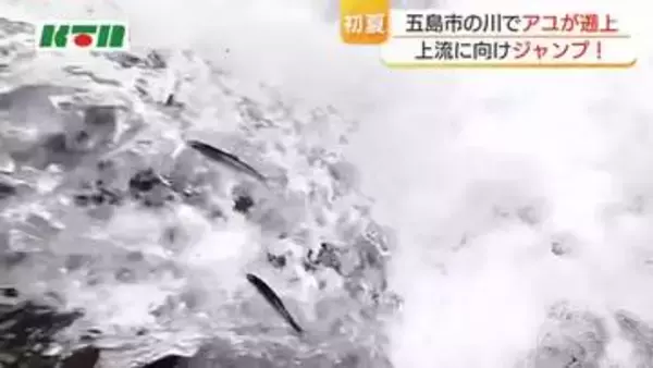 激しい流れに逆らってジャンプの妙技　失敗しても何度も挑戦　五島市で天然アユの遡上