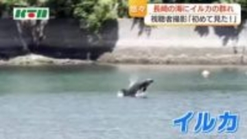 「とても興奮した！」　長崎・香焼の船着き場にイルカの群れ　ドライブ中の女性が発見　ジャンプする姿も