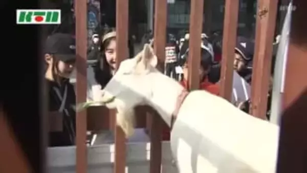 半世紀前の1万頭超から約30頭に…珍しい「シバヤギ」の生態を小学生が発表 総合的な学習のテーマで