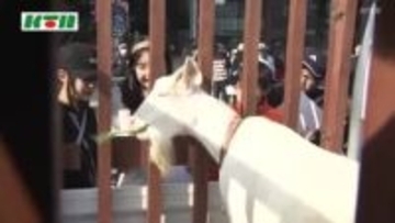 半世紀前の1万頭超から約30頭に激減…珍しい「シバヤギ」の生態を小学生が発表 総合的な学習のテーマで