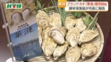 「今がおいしい時期」小長井ブランドかき「華漣」の販売開始　養殖量を減らし品質を追求