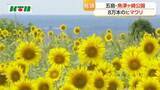 「五島で夏空に映える8万本のヒマワリ」の画像1