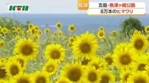 五島で夏空に映える8万本のヒマワリ