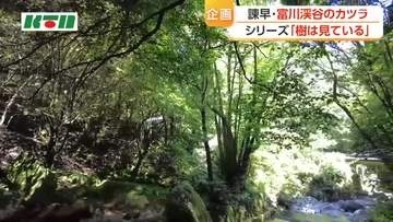 避暑地としても人気の富川渓谷　焼菓子のような甘い香りがする「カツラ」の木も
