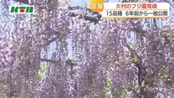 15品種の「フジの花」見事　大村市の造園業者が6年前から一般公開　5月6日まで
