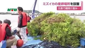長崎県五島市で特産品「ミズイカ」の産卵床を設置