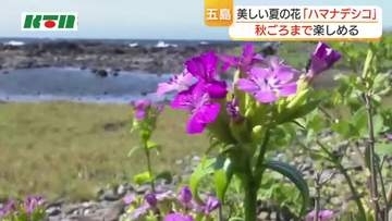 美しい夏の花「ハマナデシコ」咲く　長崎県五島市の海岸