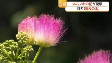 まるで木が眠っているよう　「ねんねの木」とも呼ばれるネムノキの花が五島の海岸で見頃