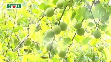 みんなでジュースに！ 小学生がウメの実の収穫体験　直径3センチの実を摘み取り約1時間で80キロ余りに