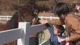 「かつて荷物の運搬に活躍していた「対州馬」もっと身近に…子供たちがエサやり体験などで馬とふれあう」の画像1