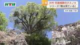 「推定樹齢500年以上「玖島城跡のクスノキ」築城前からそびえたつ　城が姿を消しても街の移り変わりを見守り続ける巨樹」の画像1