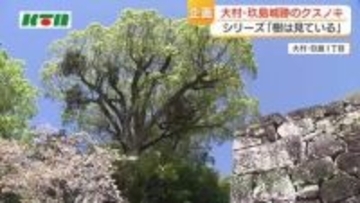 推定樹齢500年以上「玖島城跡のクスノキ」築城前からそびえたつ　城が姿を消しても街の移り変わりを見守り続ける巨樹
