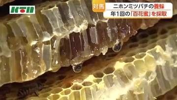 対馬で採蜜体験　あまーいハチミツに思わず「うまっ！」